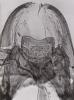 Microsaprinus gomyi